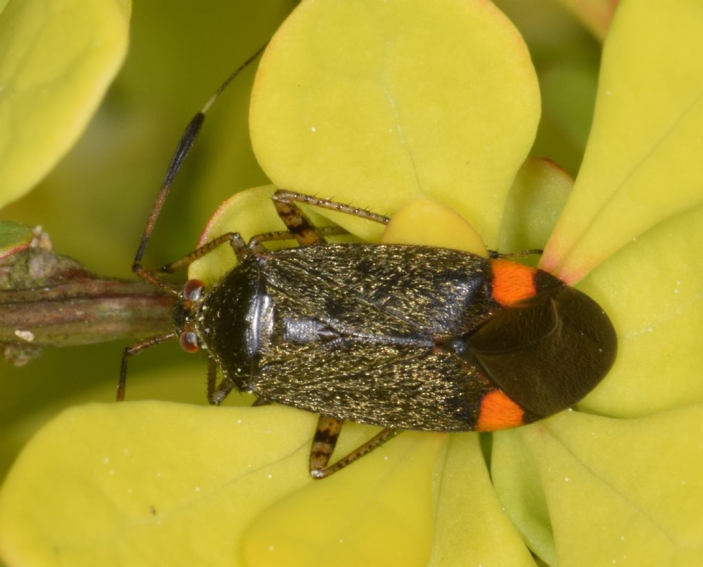 Miridae: Closterotomus reuteri