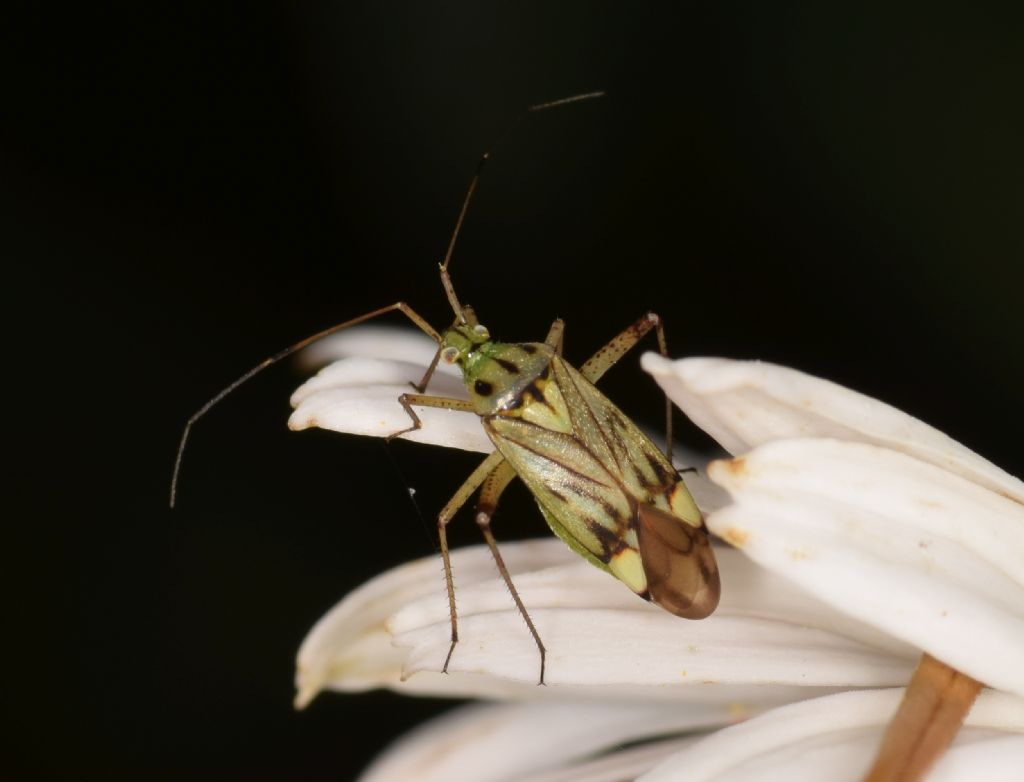 Miridae: Closterotomus costae