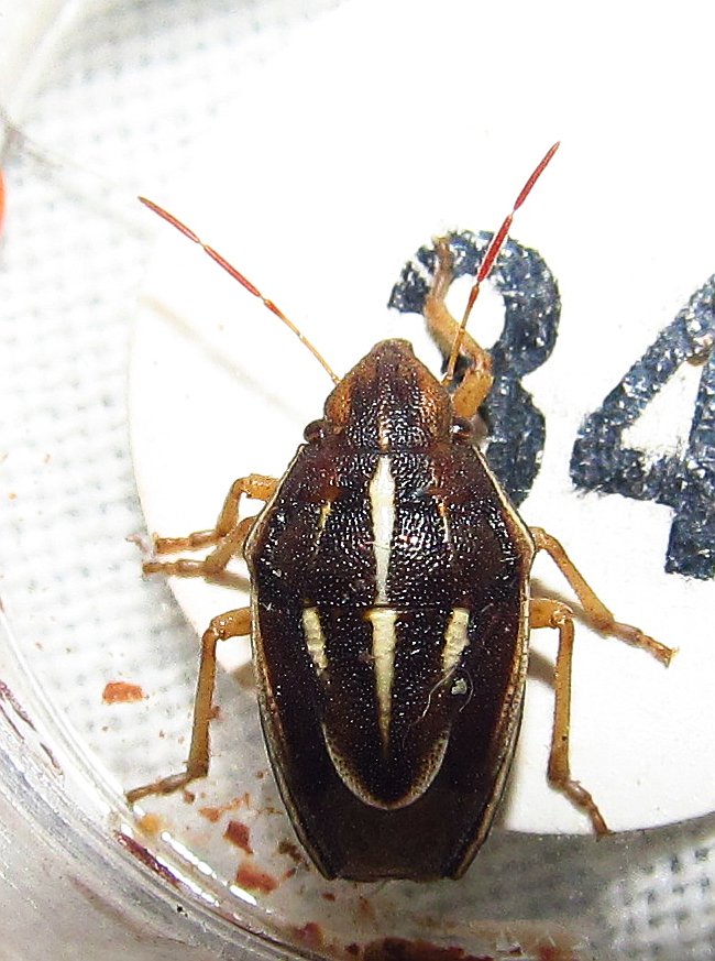 Pentatomidae: Aelia albovittata della Turchia