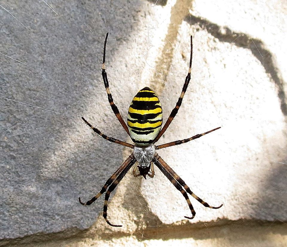 Argiope bruennichi - Istanbul