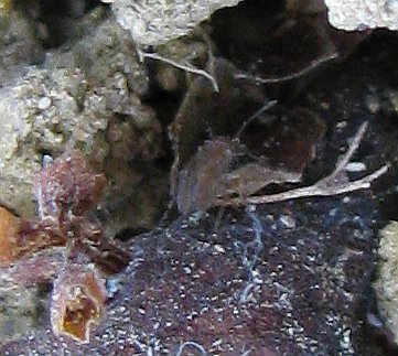 Dipsocoridae from Turkey - Cryptostemma sp.