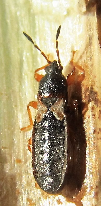 Lygaeidae:Dimorphopterus spinolae  - Thrace (Turchia)