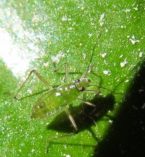 Mesoveliidae:Mesovelia vittigera