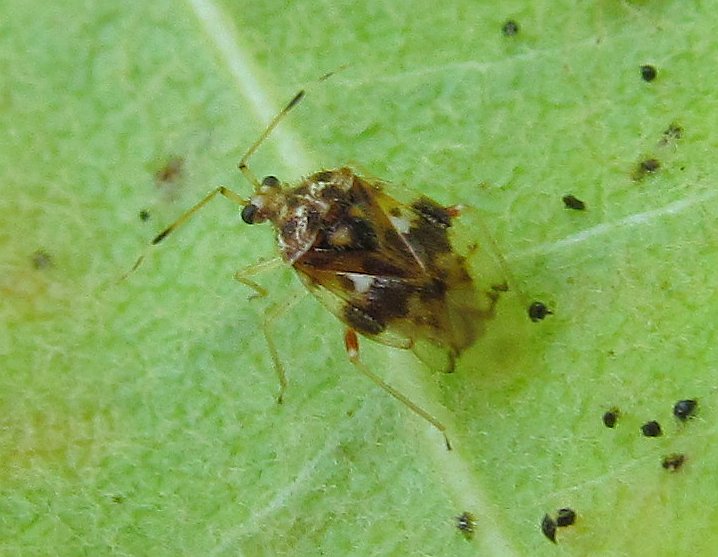 Miridae: Stethoconus pyri from Turkey