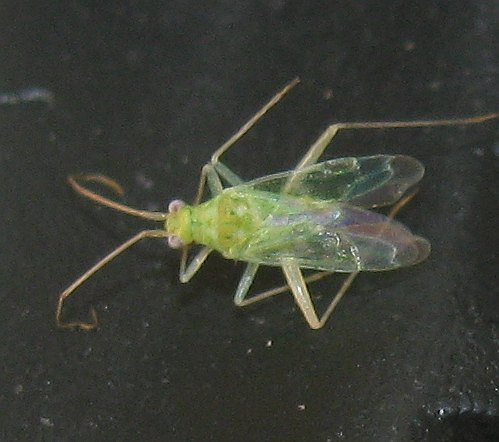 Miridae:Zanchius sp.????