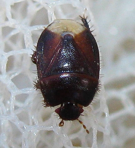 Cydnid bug from Turkey