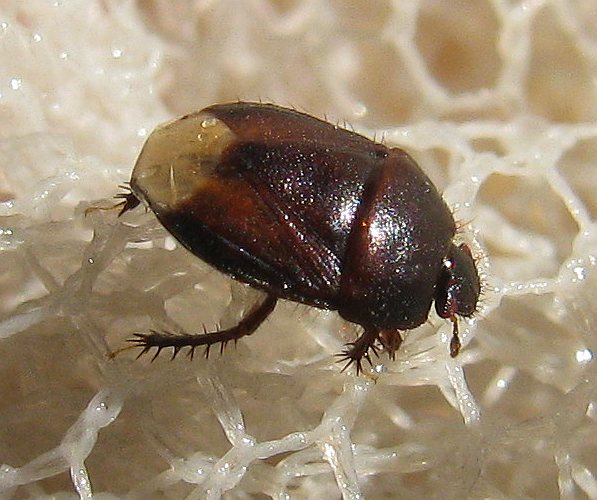 Cydnid bug from Turkey