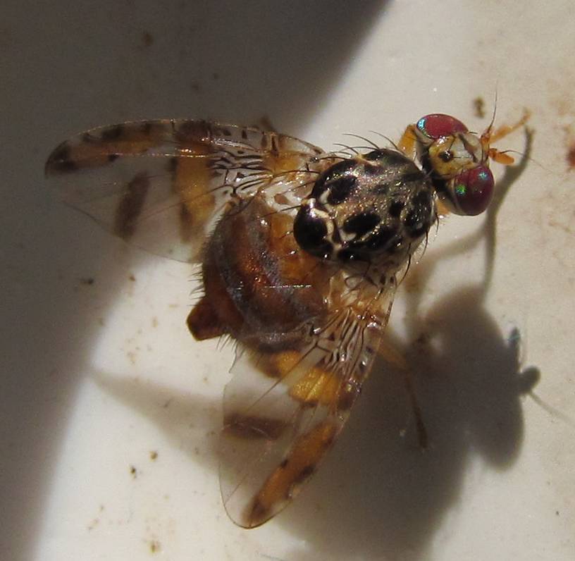 Femmina di Ceratitis capitata (Tephritidae)