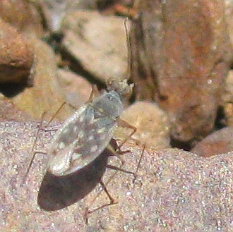 Leptopodidae: Erianotus lanosus from SW Turkey