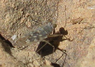 Leptopodidae: Erianotus lanosus from SW Turkey