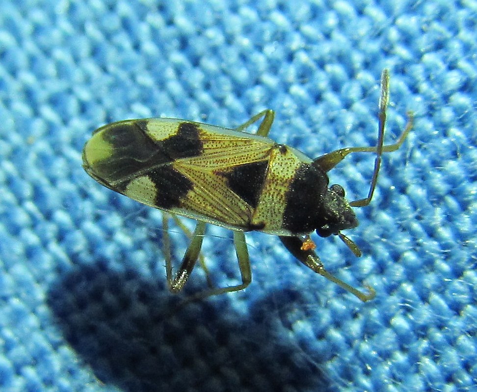 Lygaeidaae: Liolobus walkeri della Turchia