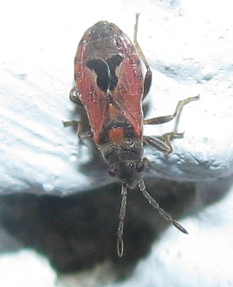 Lygaeosoma anatolicum