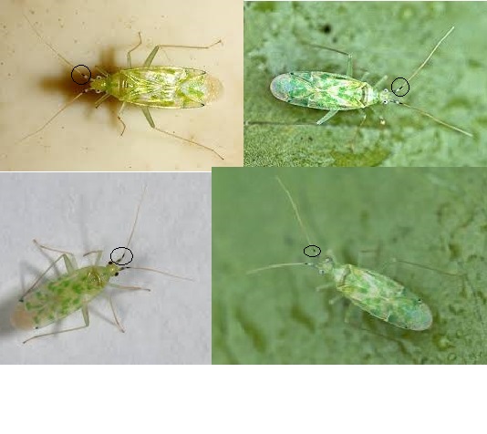 Miridae: Reuteria jordanica  - Bodrum (Turchia)