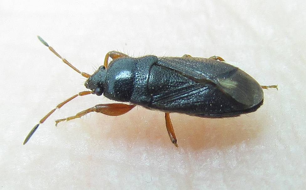 Megalonotus colon (Puton, 1874) di Turchia_Istanbul