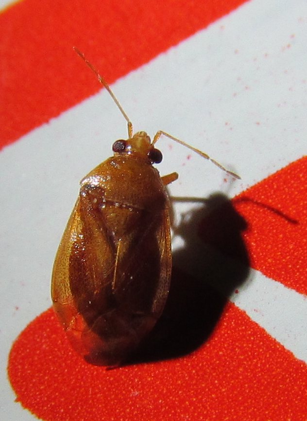 Miridae: Alloeotomus cyprius - Izmir (Turcia)