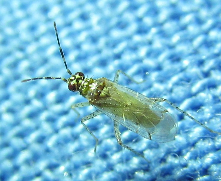 Miridae: Dicyphus albonasutus  da  Izmir (Turchia)