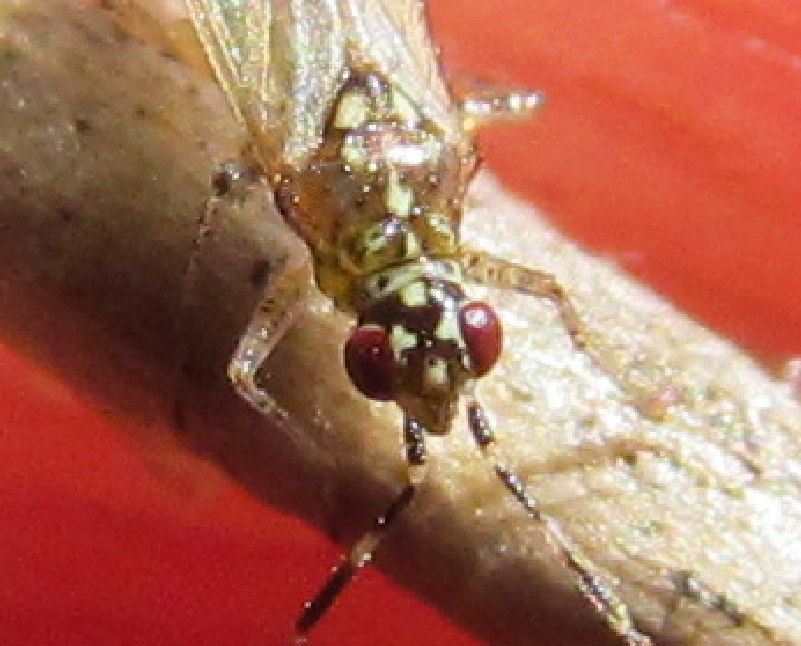 Miridae: Dicyphus albonasutus  da  Izmir (Turchia)