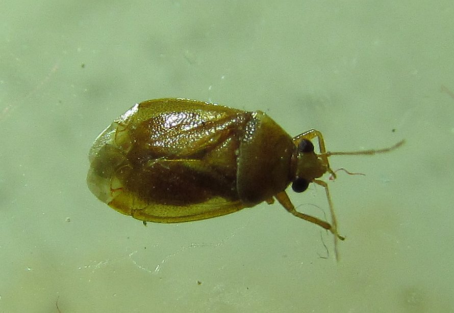 Miridae: Alloeotomus cyprius - Izmir (Turcia)