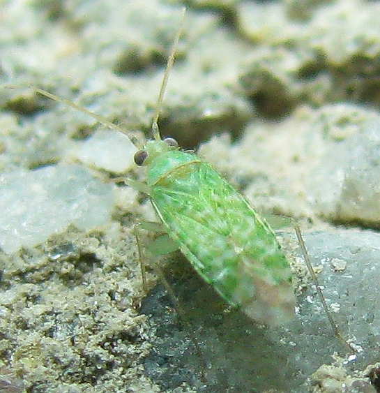 Miridae: Reuteria jordanica  - Bodrum (Turchia)