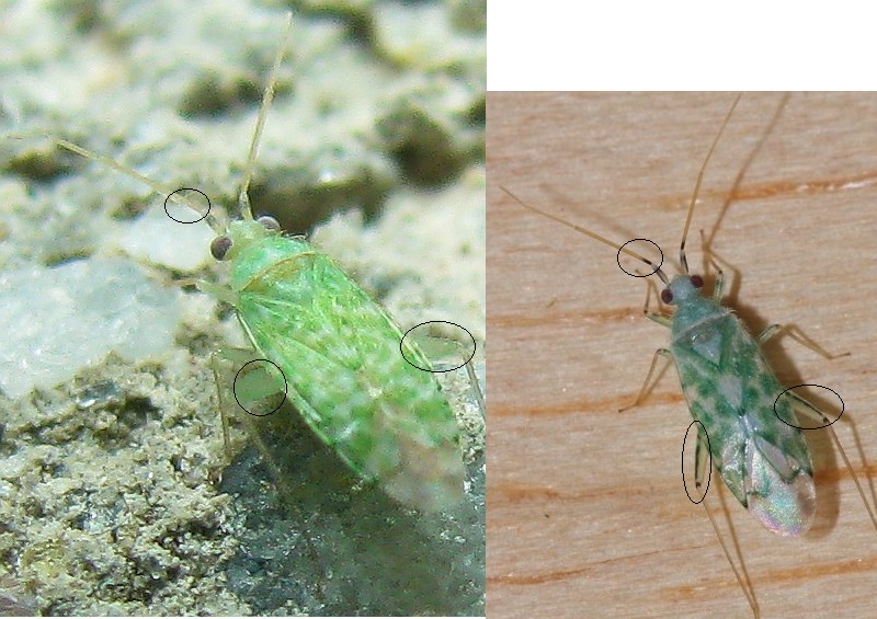 Miridae: Reuteria jordanica  - Bodrum (Turchia)
