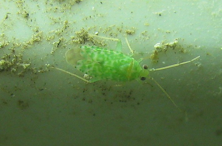 Miridae: Reuteria jordanica  - Bodrum (Turchia)