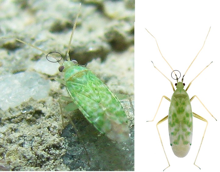 Miridae: Reuteria jordanica  - Bodrum (Turchia)