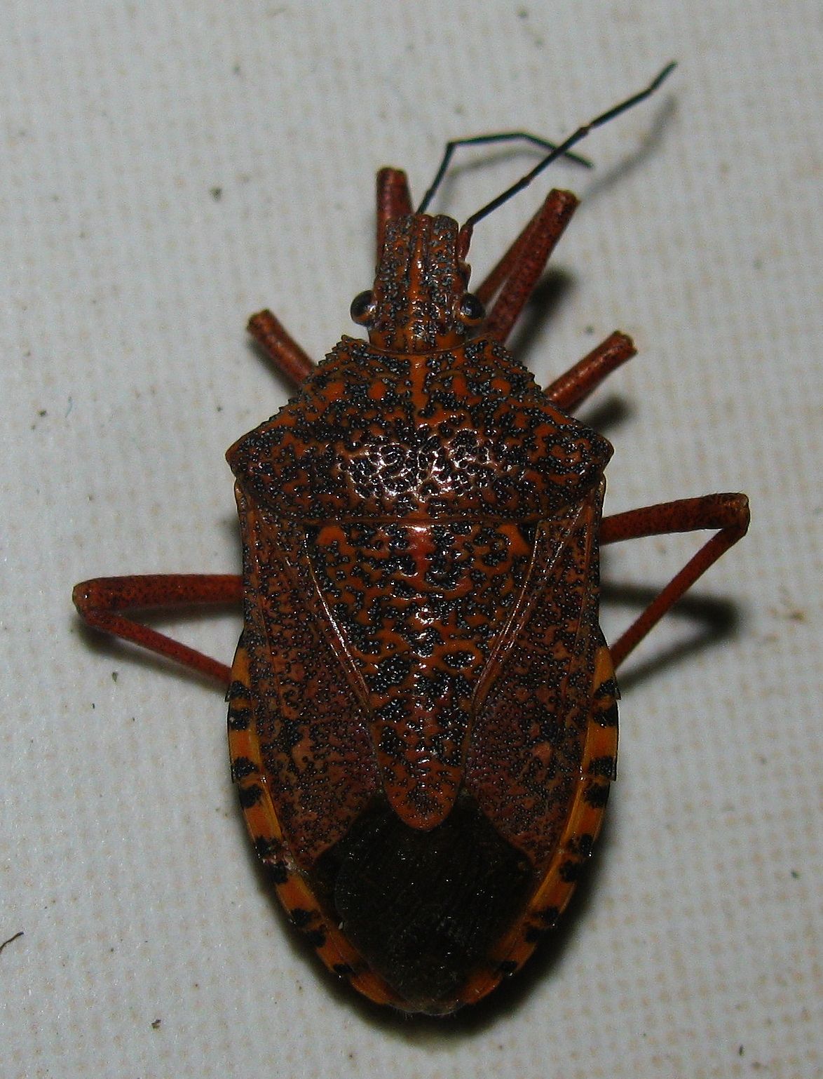 Pentatomidae: Apodiphus integriceps NUOVO NEL MEDITERRANEO