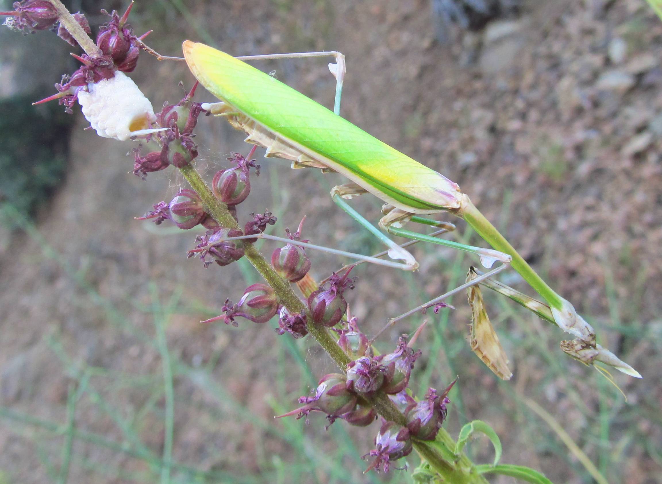 Femmina di Empusa fasciata - Turchia