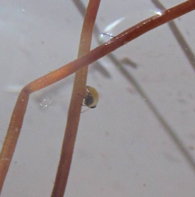 Pleidae:Plea minutissima   -  Izmir (Turchia)