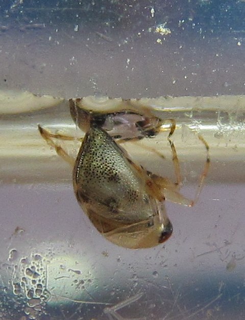 Pleidae:Plea minutissima   -  Izmir (Turchia)