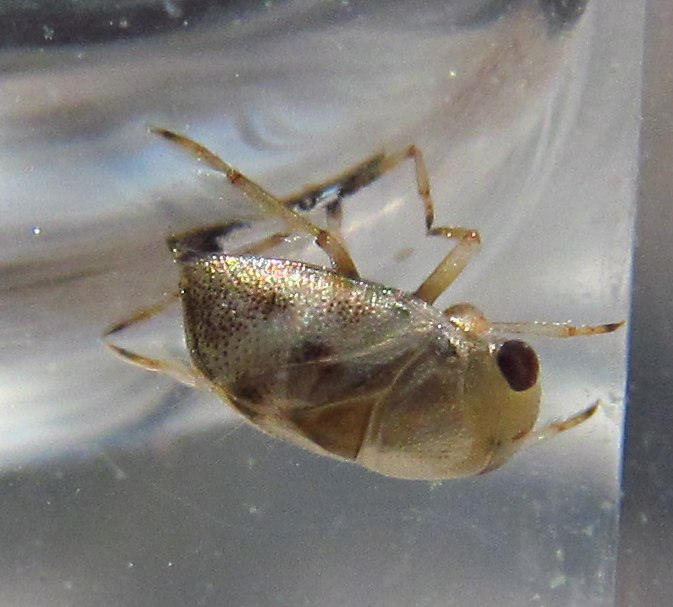 Pleidae:Plea minutissima   -  Izmir (Turchia)