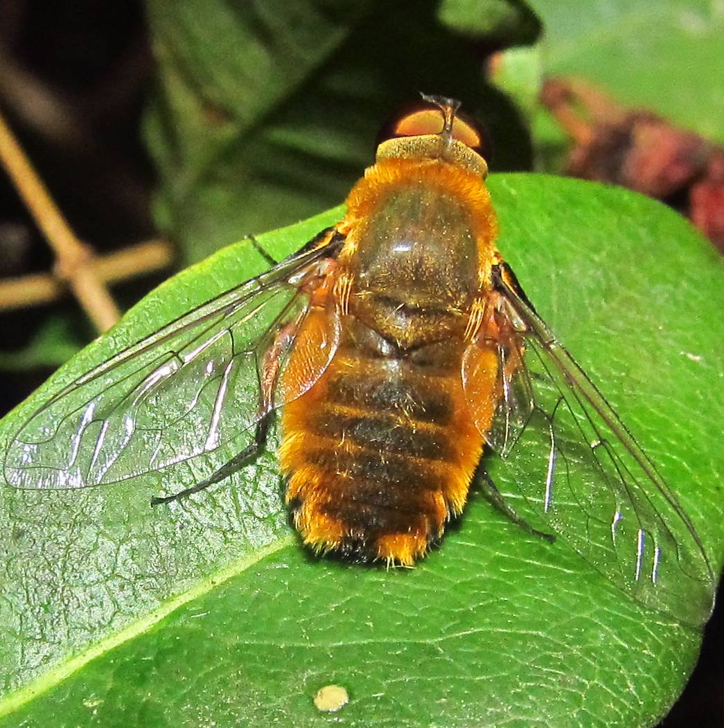 Villa sp., Bombyliidae