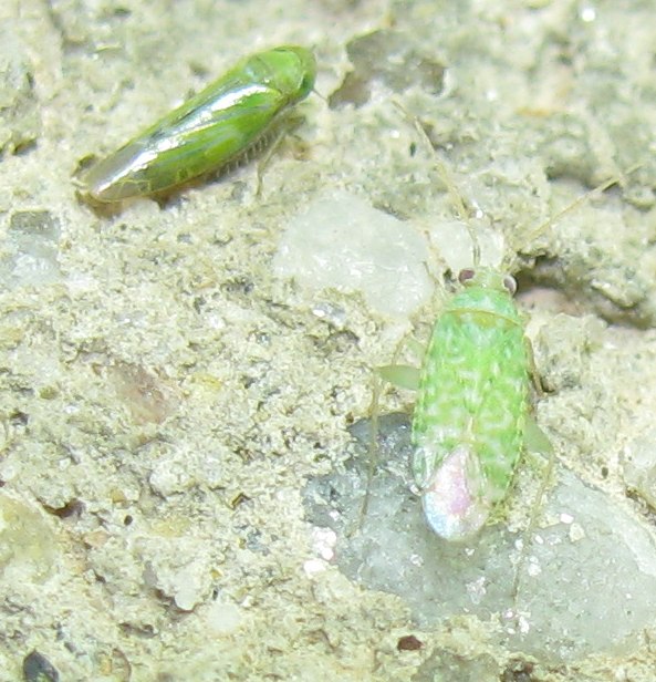 Miridae: Reuteria jordanica  - Bodrum (Turchia)