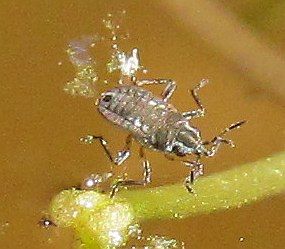Veliidae:Microvelia reticulata  - Izmir (Turchia)