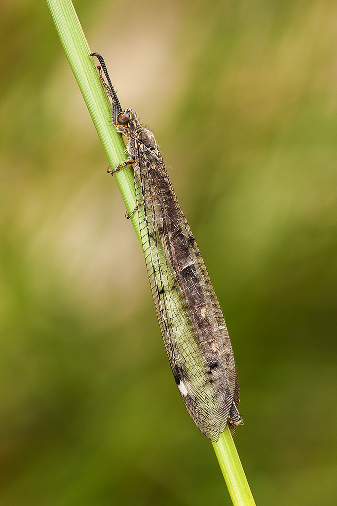 Myrmeleontidae, ma quale? Distoleon tetragrammicus, femmina