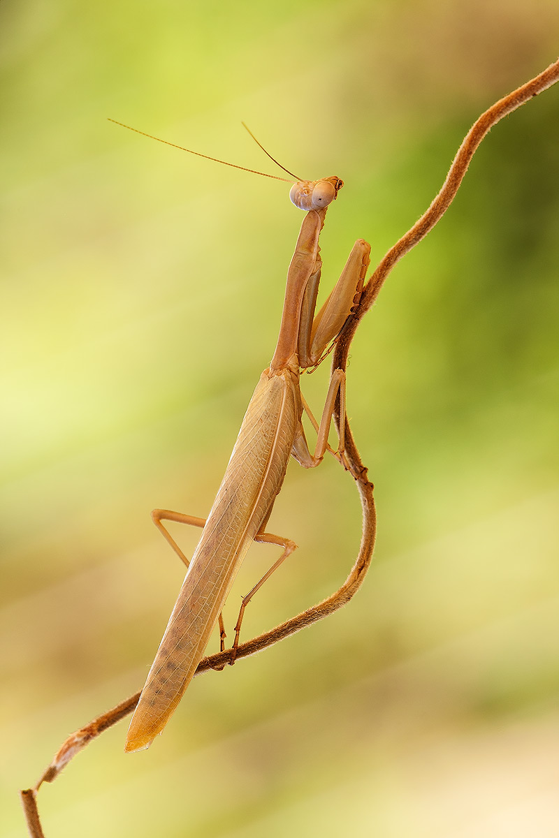 Iris oratoria, conferma id