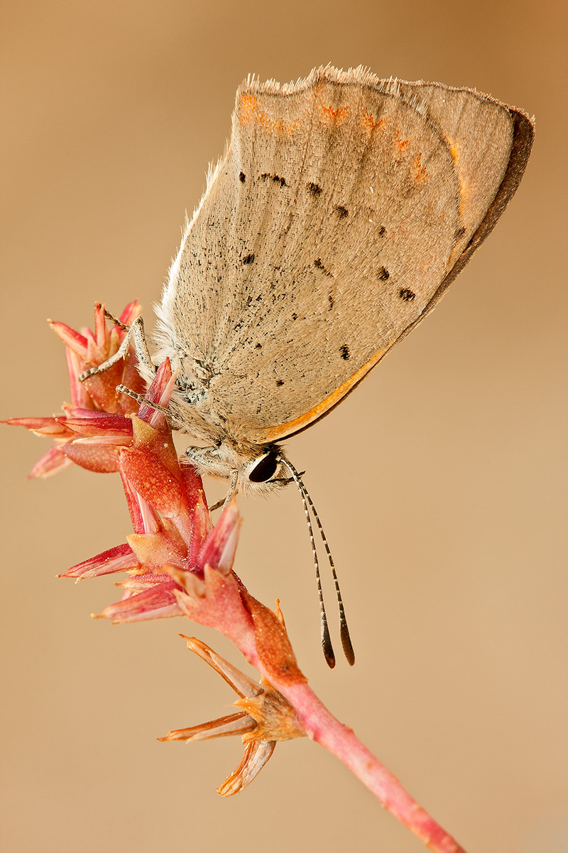 Lycaena phlaeas - Lycaenidae