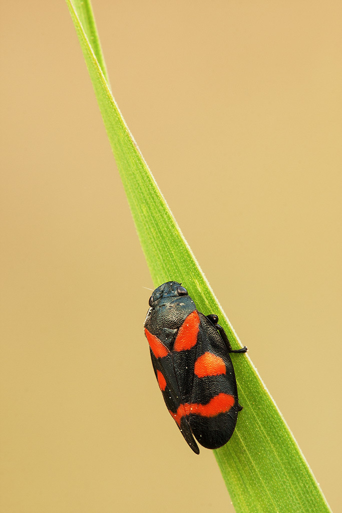 Cercopis sanguinolenta? Conferma id