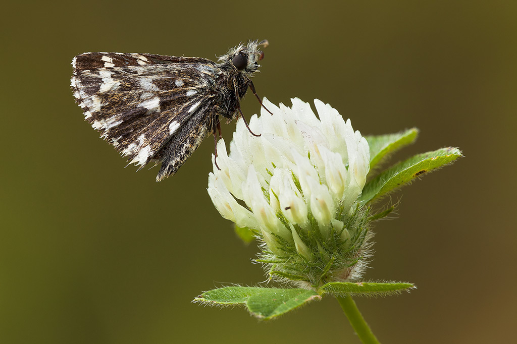 Aiuto ID - Pyrgus malvoides, Hesperiidae