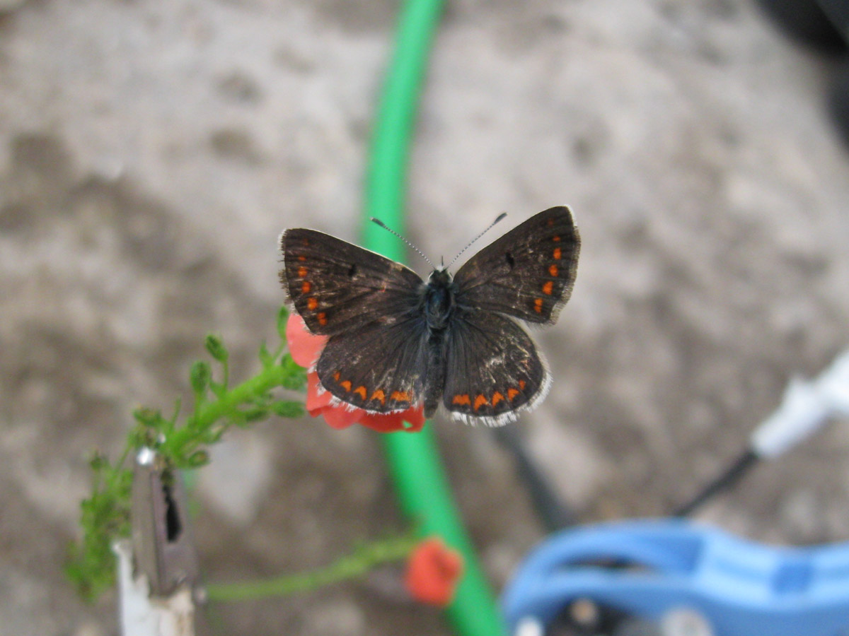 Licenide da determinare