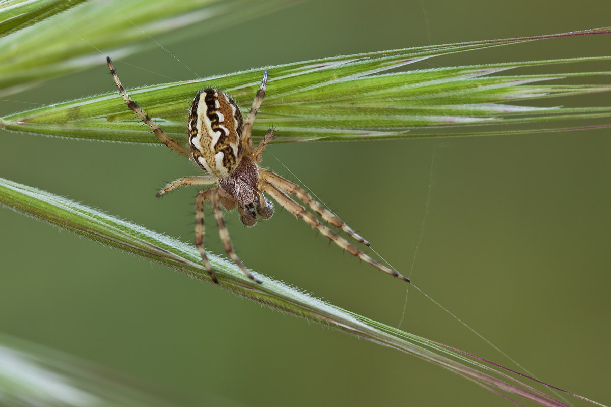 Giovane maschio di Aculepeira armida  - Lama Balice (BA)