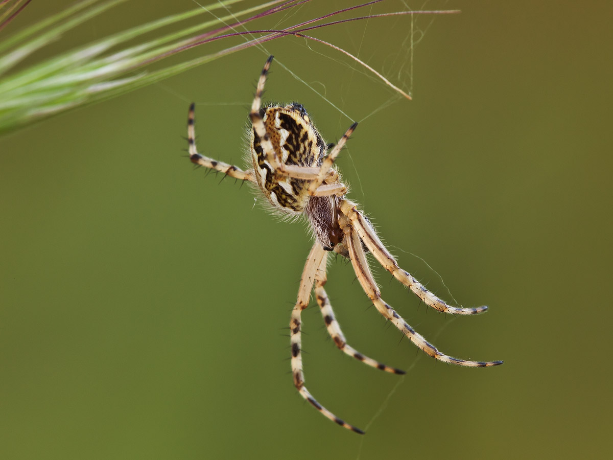 Giovane maschio di Aculepeira armida  - Lama Balice (BA)