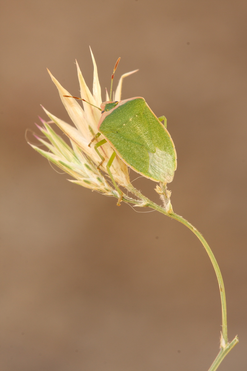 Pentatomidae: Nezara viridula, f.torquata della Grecia