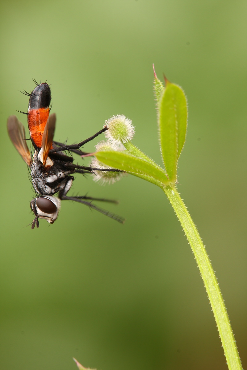 Cylindromyia brassicaria