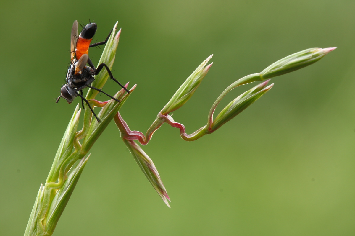 Cylindromyia brassicaria