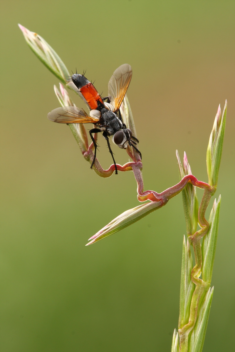 Cylindromyia brassicaria