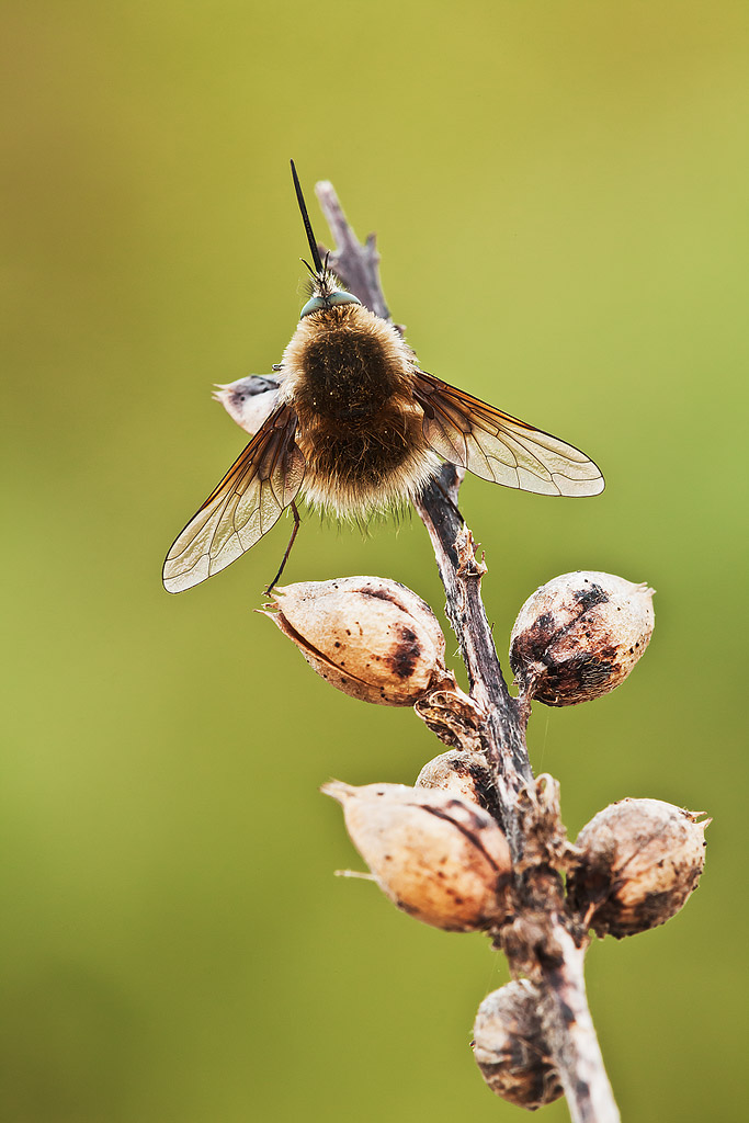 Bombylius major,conferma ID .