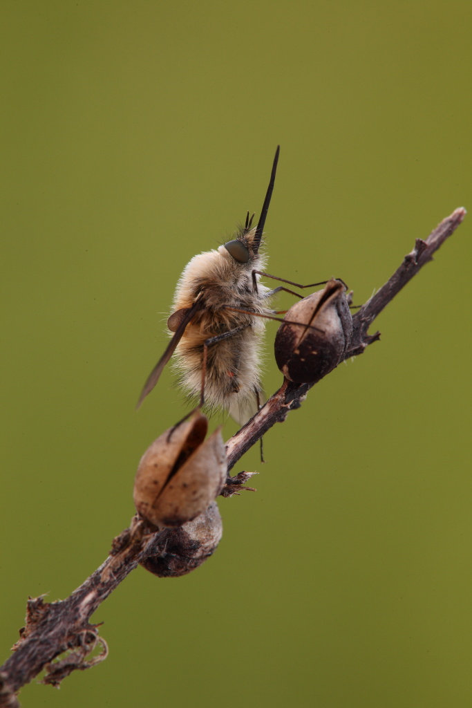 Bombylius major,conferma ID .