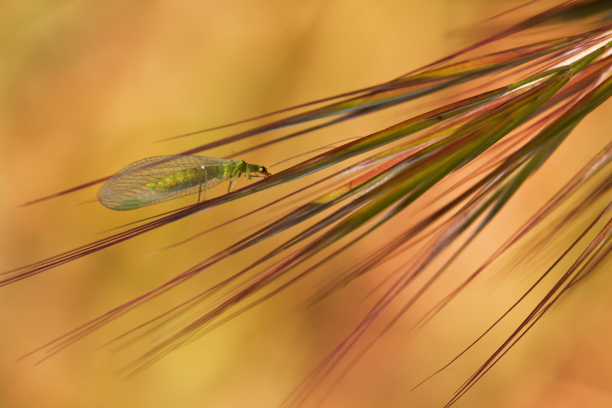 Chrysopidae da determinare