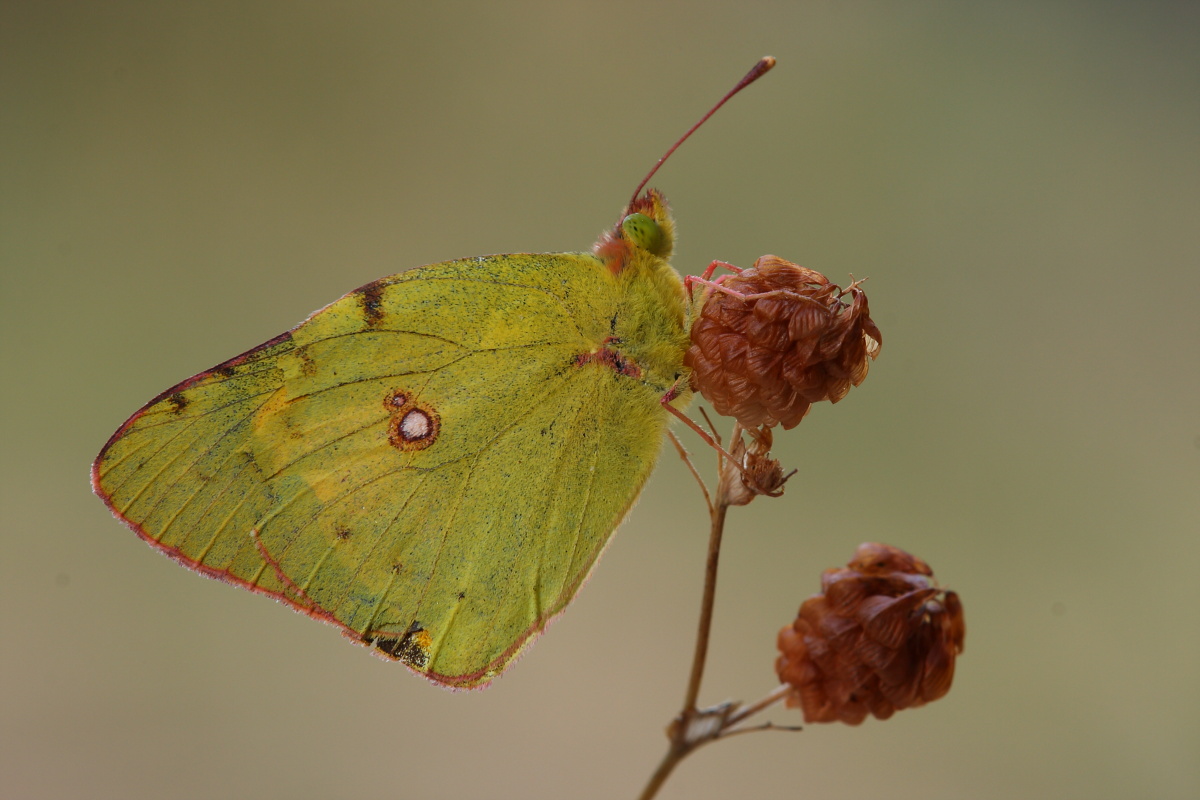 Colias ...aiuto ID